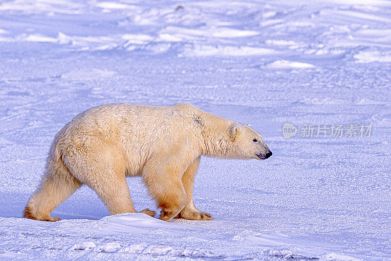 一只野生北极熊在白雪覆盖的哈德逊湾岸边行走