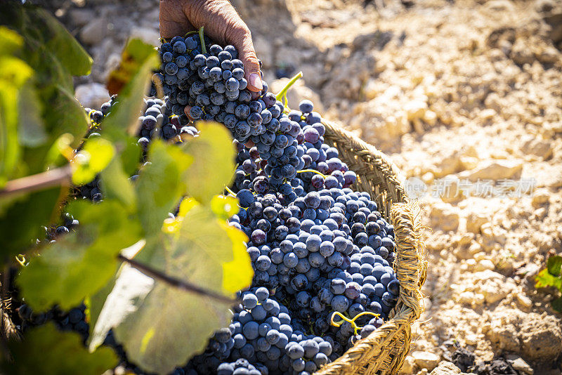 葡萄采收传统桶酒用红葡萄