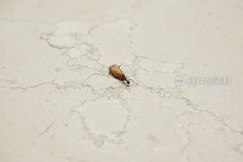 蚂蚁在大理石