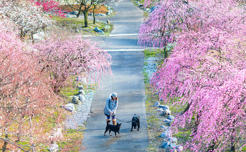 日本春天，一个女人在梅花花丛中遛狗