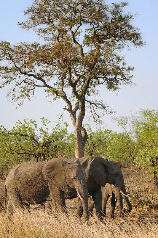 在南非克鲁格国家公园的一棵树下，象群