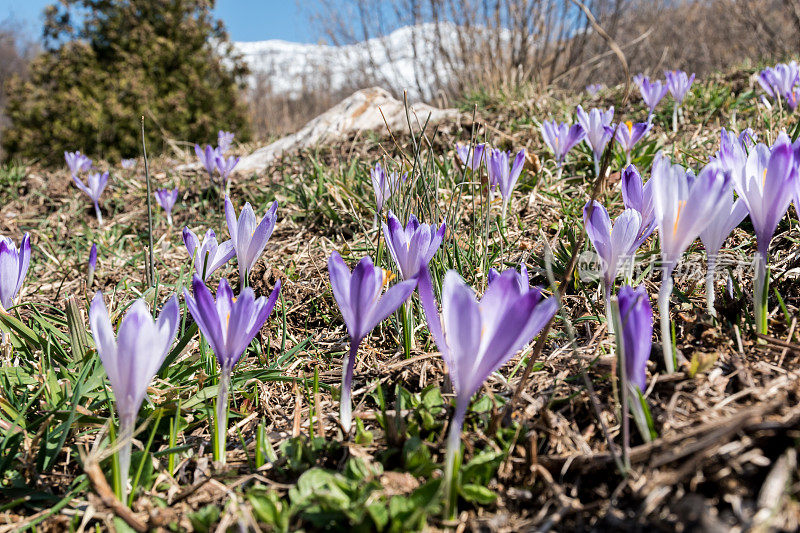 斯洛文尼亚春天的山区草地上盛开的紫色番红花