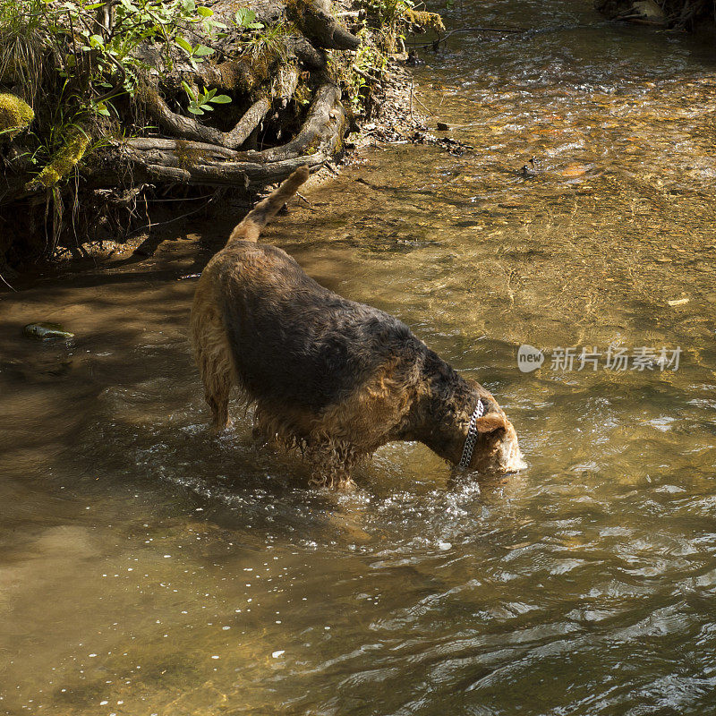 一只在水里玩耍的小猎犬