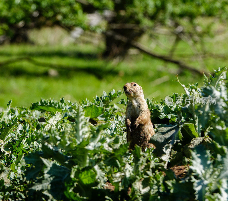 黑尾草原犬鼠