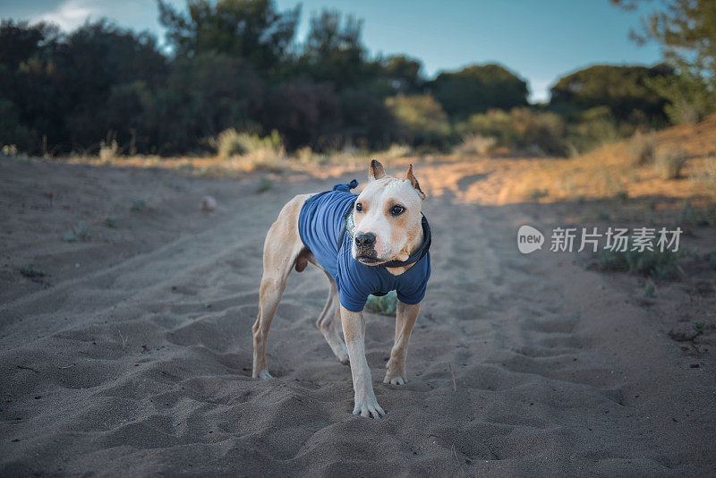 这是一只斗牛犬在公园里玩耍的照片