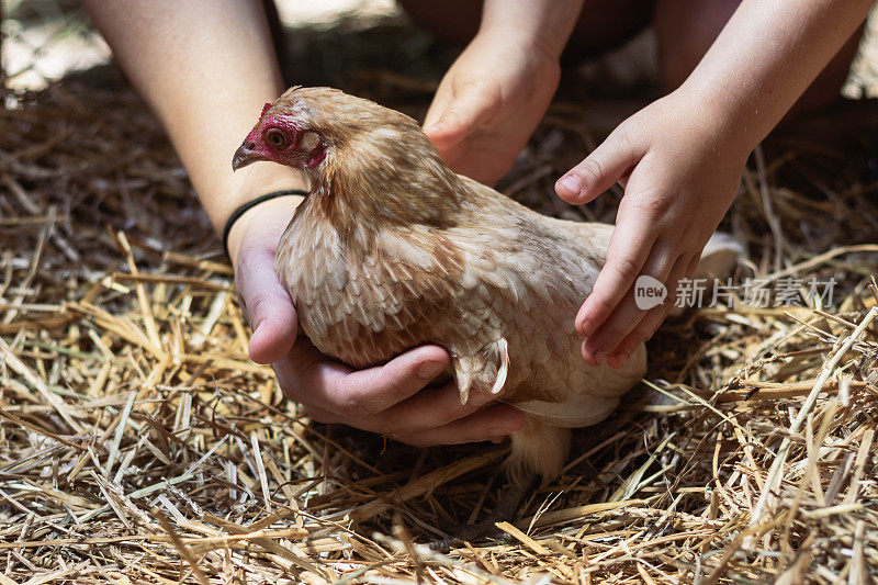 女孩抱着一只母鸡