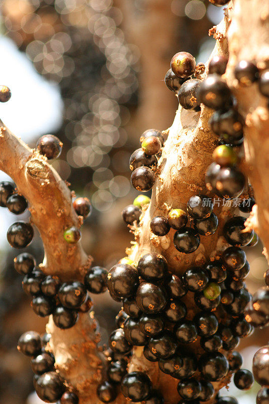 树上的Jabuticaba。