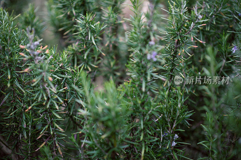 植物与花:迷迭香(迷迭香)