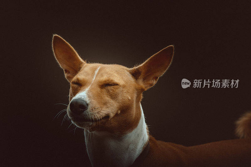 巴辛吉梗犬