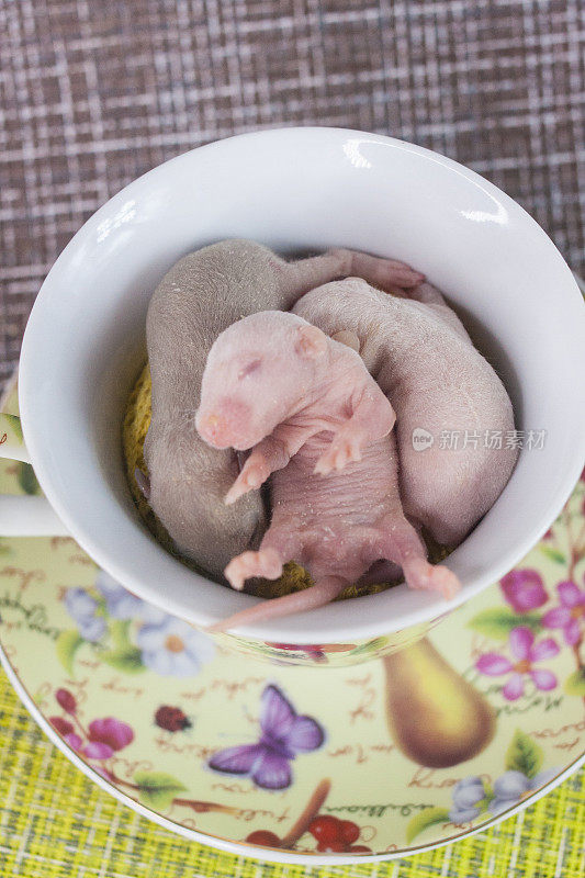 老鼠宝宝在一杯茶里互相拥抱。令人难以置信的幼崽。可爱的老鼠是中国农历2020年的象征
