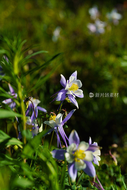 蓝色耧斗菜野花科罗拉多州