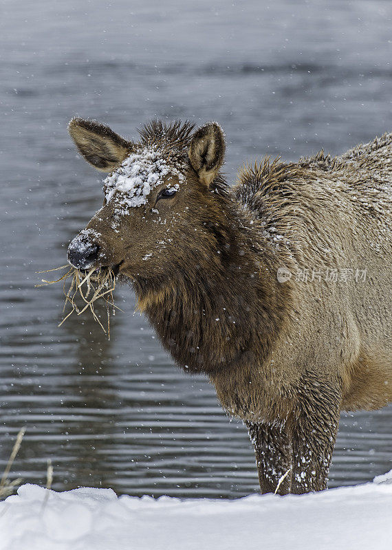 落基山麋鹿是麋鹿的一个亚种，发现在落基山脉和邻近的范围在北美西部。冬季山脉最常见于低海拔的开阔森林和漫滩沼泽。黄石国家公园。吃东西。