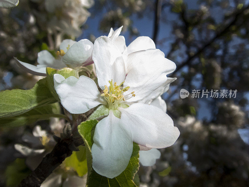 苹果在春天开花