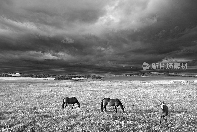 黑色和白色的三匹马在草地上吃草与戏剧性的风暴云
