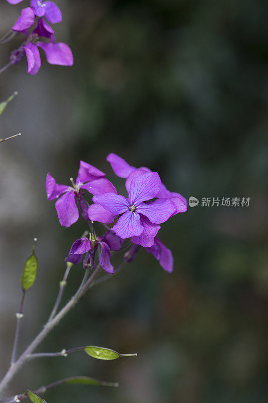 丹毒在五月初开花