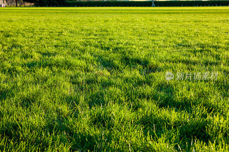 草坪需要修剪但适合纹理或背景的杂草丛生的大田野或草地