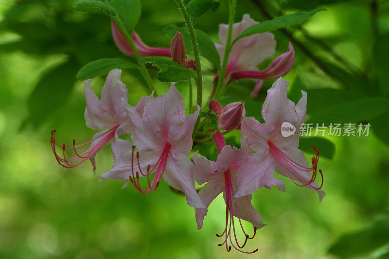 一簇野生杜鹃花