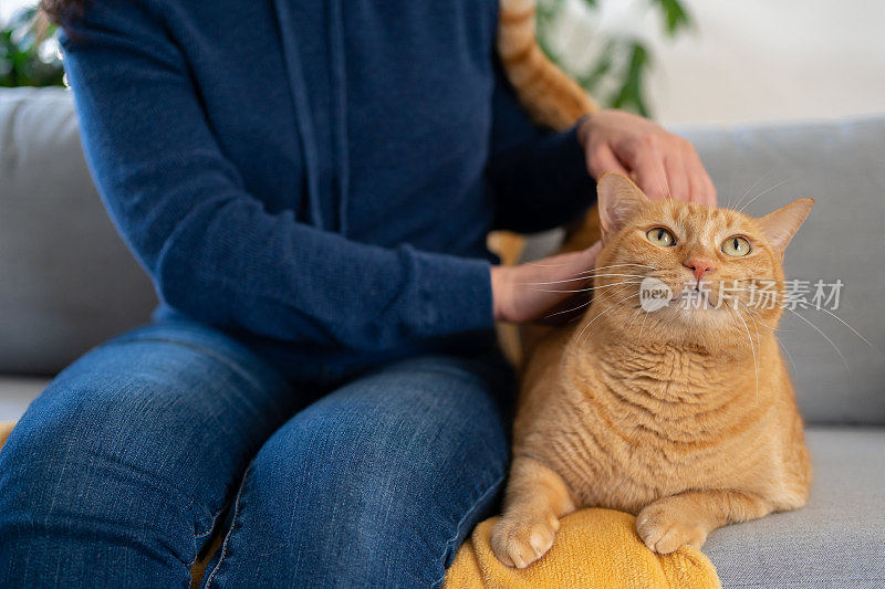 家里有猫的女人