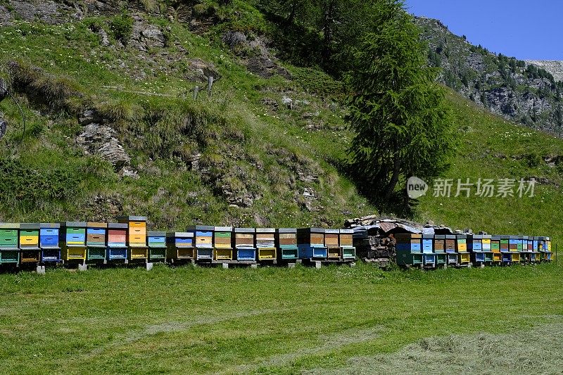 阿尔卑斯-皮埃蒙特-意大利养蜂业