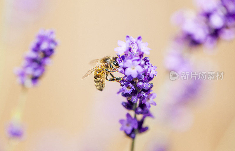 一只蜜蜂在薰衣草花上的特写