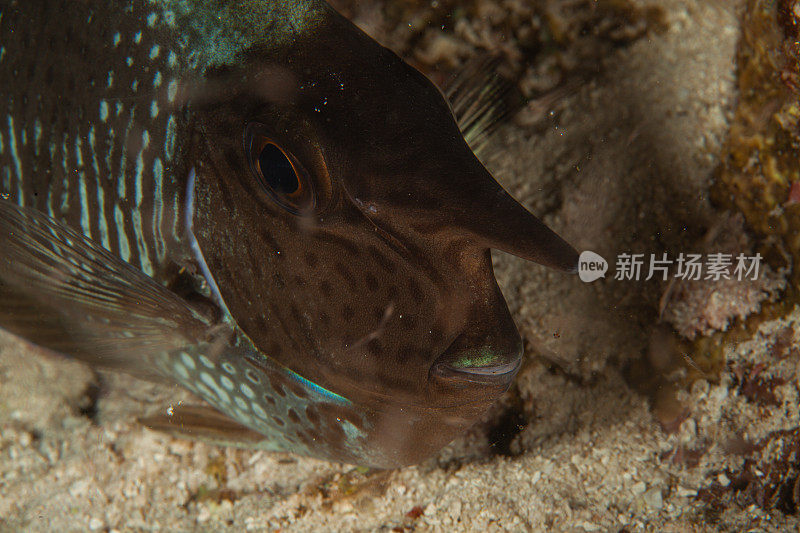 热带鱼，海洋生物，