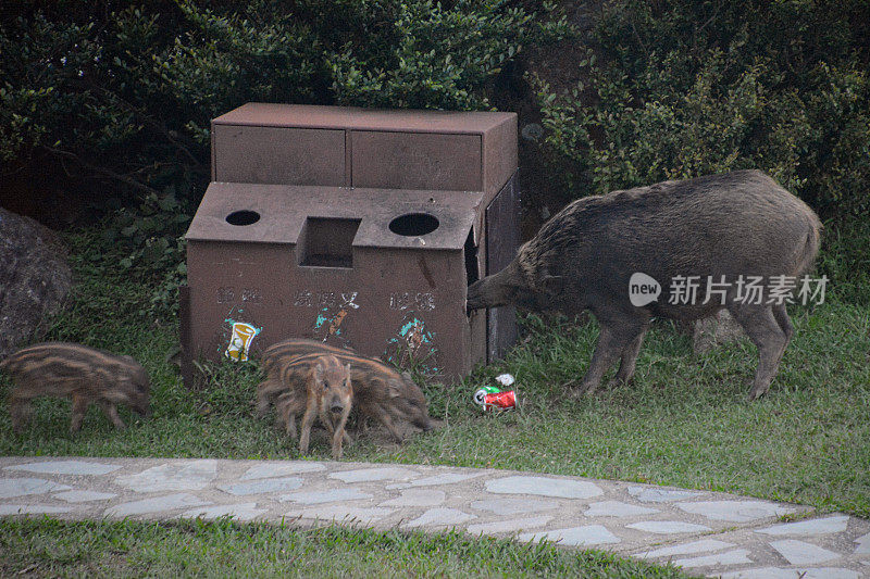 香港大帽山，野猪袭击垃圾桶