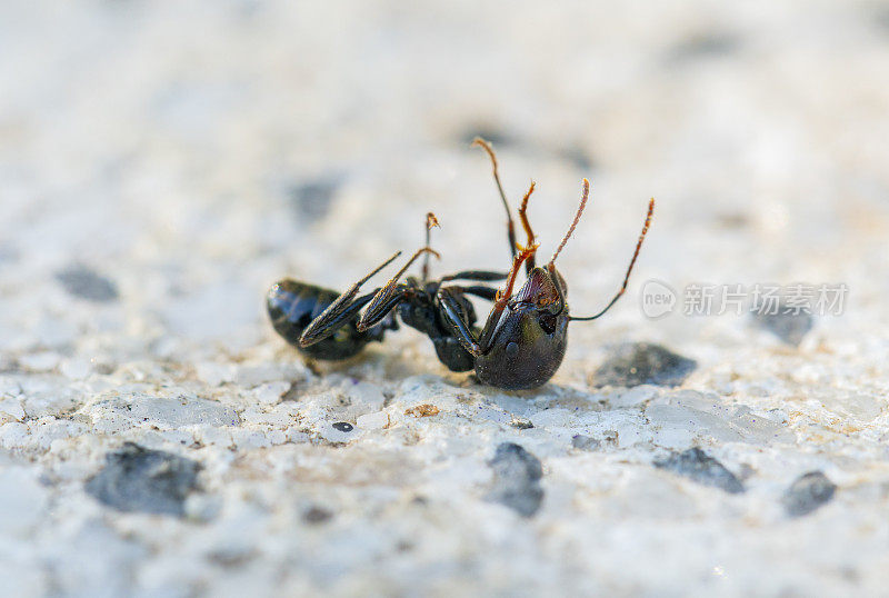 垂死的兵蚁，欧洲蚂蚁