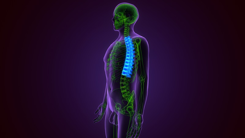 人体骨骼系统解剖学中脊髓、脊柱、胸椎的三维图解概念图片-正版图片
