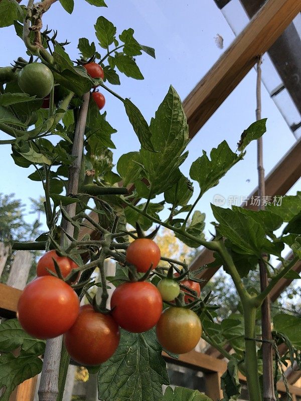 温室里自家种的西红柿