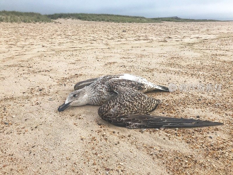 死去的海鸥