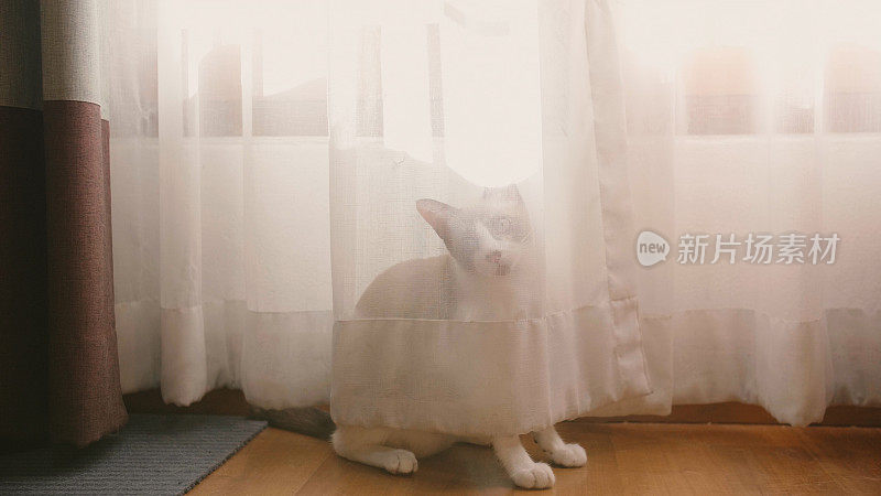 可爱的小猫在阳光下的窗帘后面玩耍。