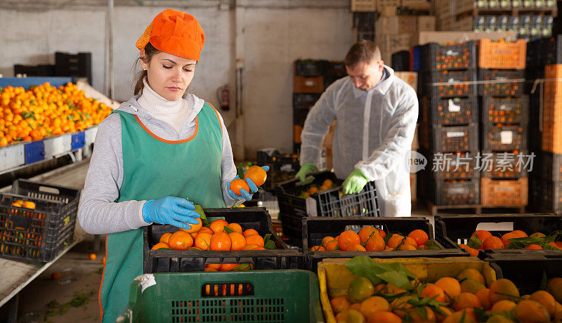 仓库工人整理成熟的橘子
