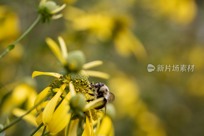 黄色雏菊与蜜蜂飞行的特写