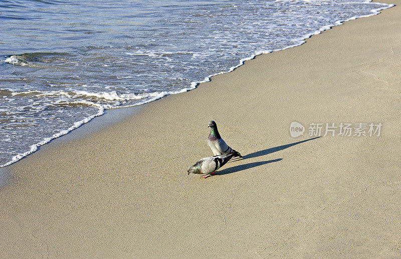 土耳其爱琴海