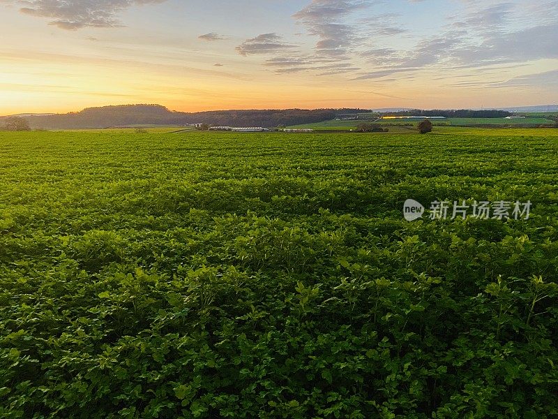 壮观的日出，前景是绿色的田野