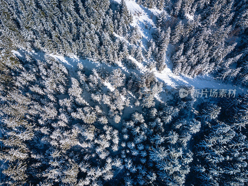 美丽的冬季景观与冰冻的森林从空中