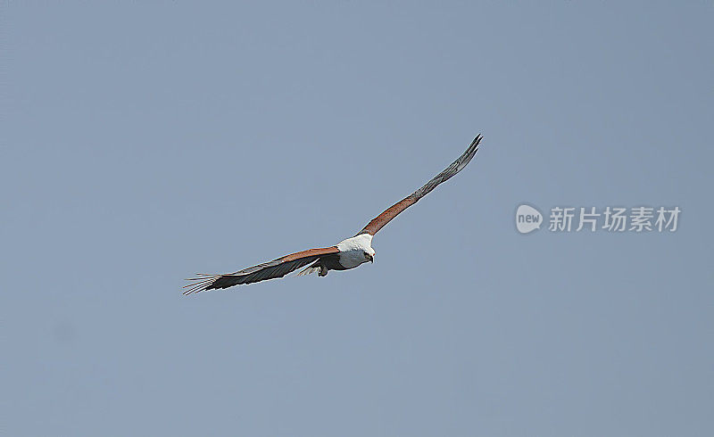 美国Fish-Eagle