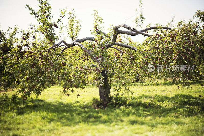 果园里一棵长着成熟苹果的苹果树。