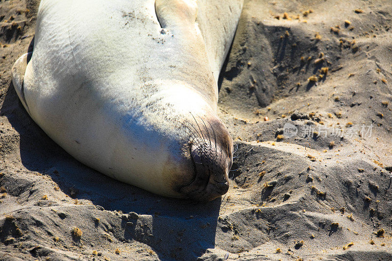 海豹在加州圣西蒙附近的海滩上睡觉