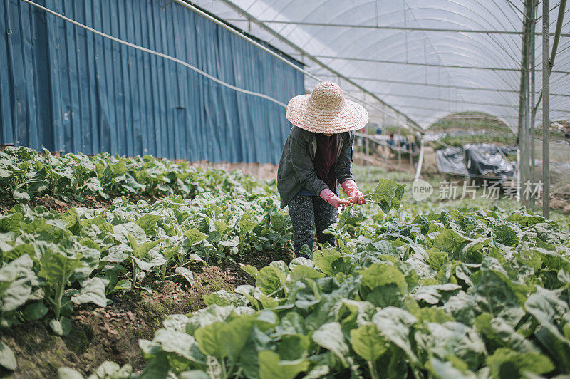 亚洲女农民在温室中收获羽衣甘蓝植物