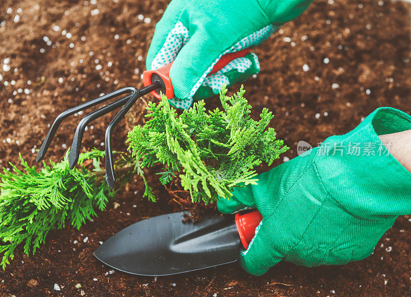 园艺，用手在土壤中种植植物