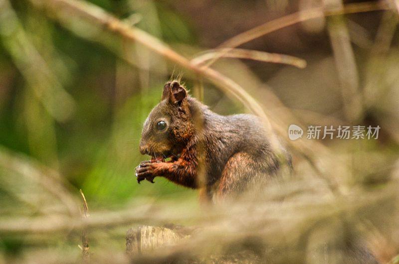 森林里的松鼠吃坚果。瑞士达沃斯森林里的动物照片。一个啮齿动物的特写