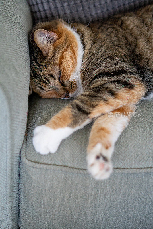 在绿色沙发上睡觉的虎斑猫