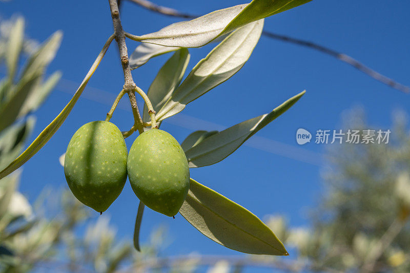 自然希腊橄榄。