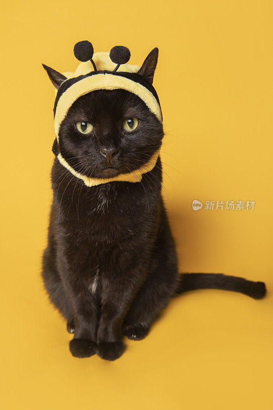 坐着的小猫打扮成大黄蜂