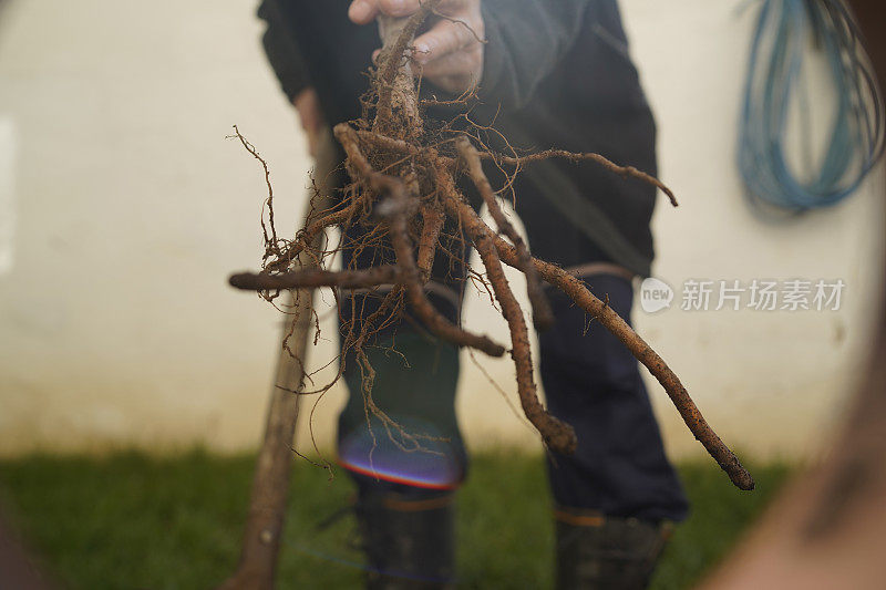 一个成熟的男人在后院种了一棵树