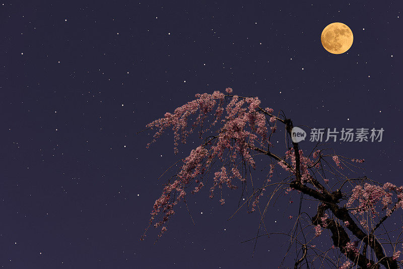满月升起在哭泣的樱桃树