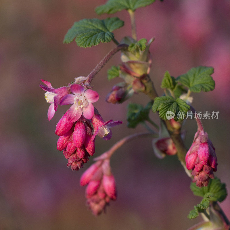 开花的红醋栗(红醋栗)在春天开花