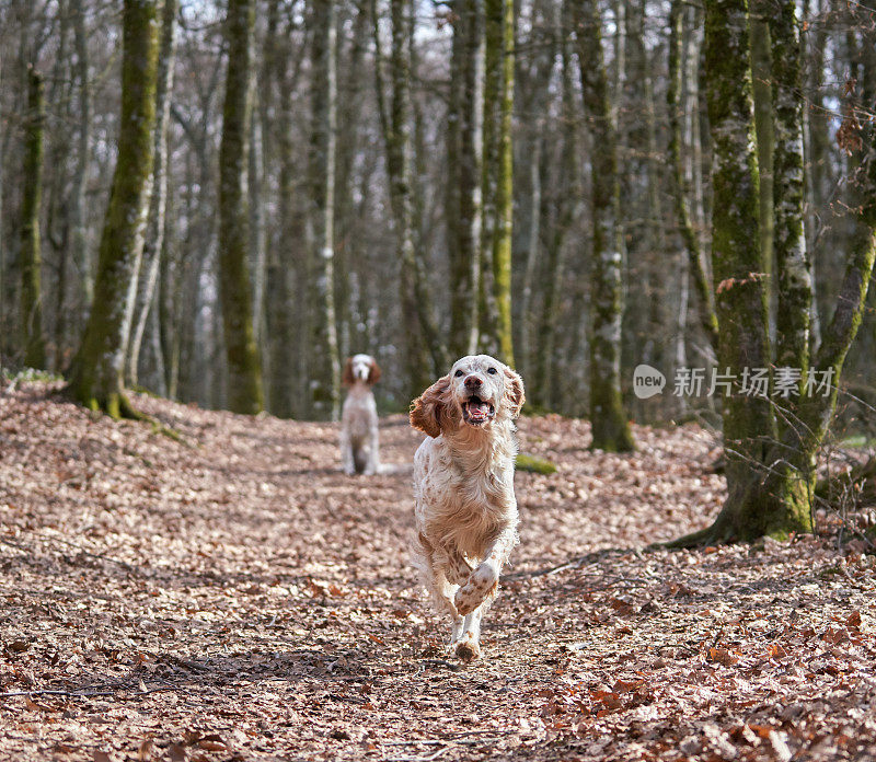 挪威Vestfold森林里奔跑的英国塞特犬