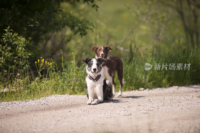 两个边境牧羊犬